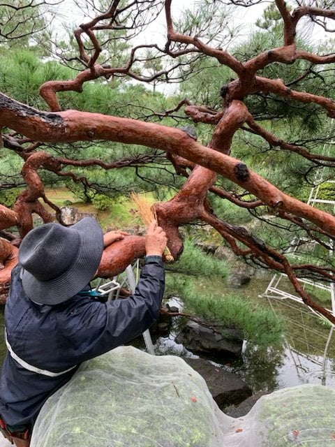 Head Gardener tending at a hundred years old red pine in Japanese Garden in Yamaguchi
