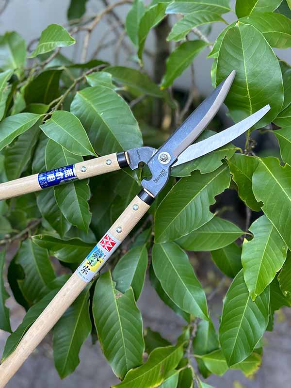 Branch Loppers Masamune is an essential tool for winter prunning